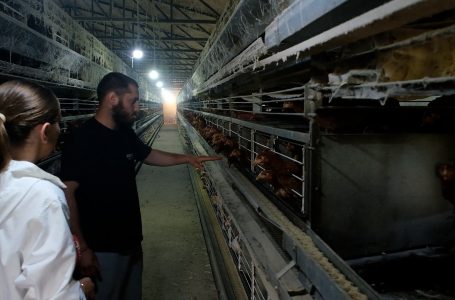 I riu Samuel Prenkaj kujdeset për rreth 20 mijë pula