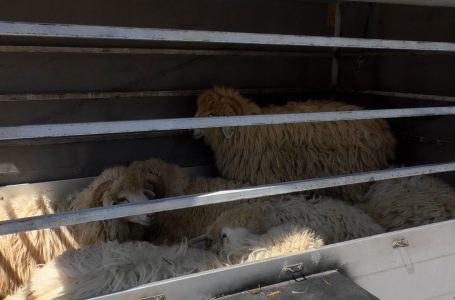180 euro çmimi i kurbanit në BIK ndërsa në tregun e lirë deri në 250 euro