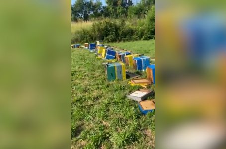 Dëmtohen disa koshere bletësh në fshatin Botushë