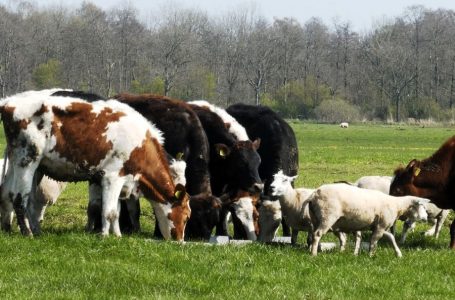 ​Konfirmohen vatra të reja të murtajës së bagëtive në Shqipëri