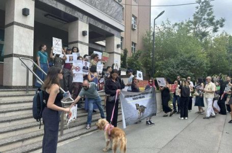 ​Përmes protestës kërkohet trajtim më i mirë i qenve endacakë